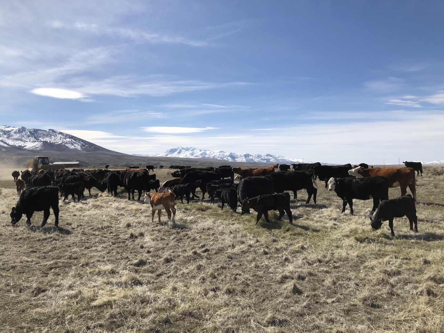 Cows and calves grazing with snowy Nevada mountains behind them
